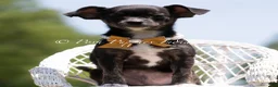 Chihuahua dogs for sale: Moonie - Ad 4