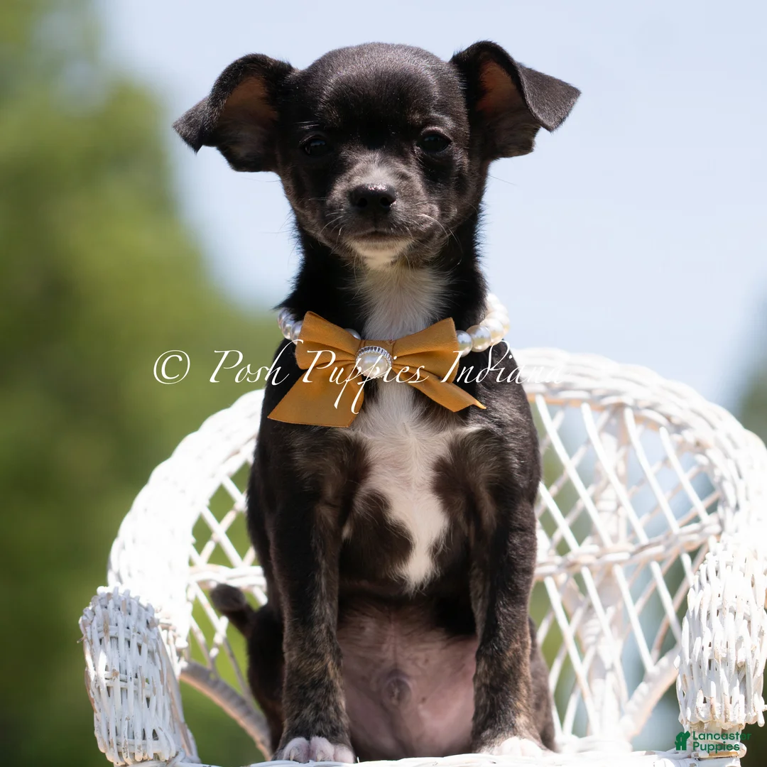 Chihuahua dogs for sale: Moonie - Ad 1