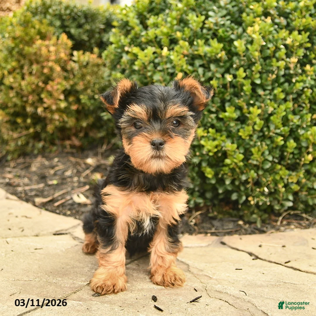 Yorkshire Terrier dogs for sale: Joyful  - Ad 1