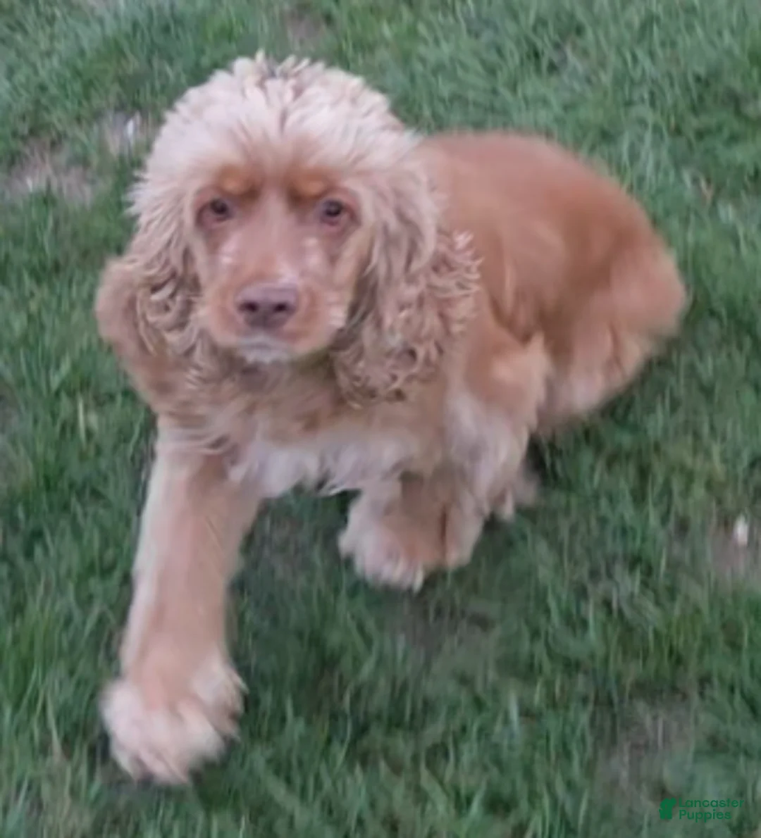 Cocker Spaniel dogs for sale: Holly - Ad 2