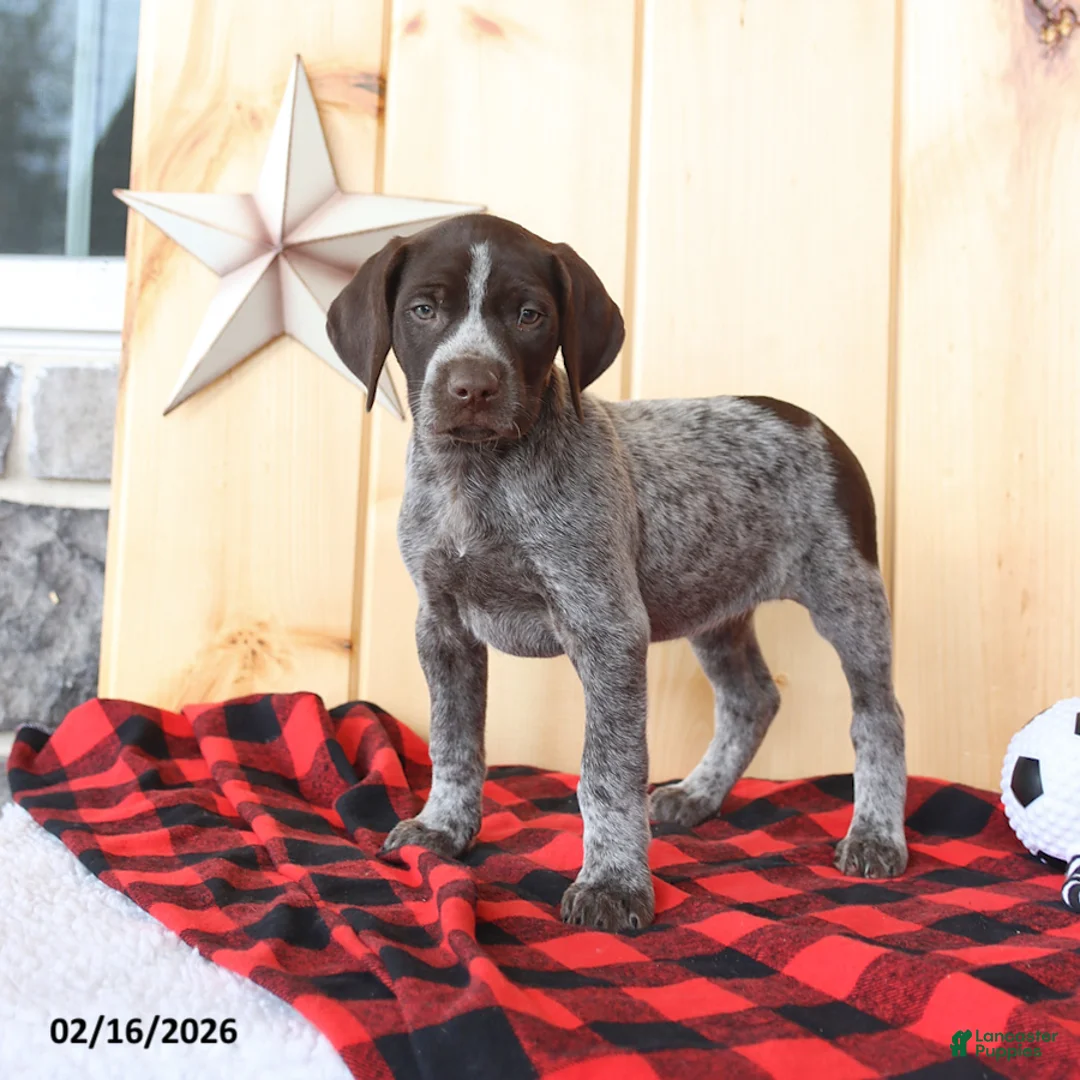 German Shorthaired Pointer dogs for sale: Bella   - Ad 5