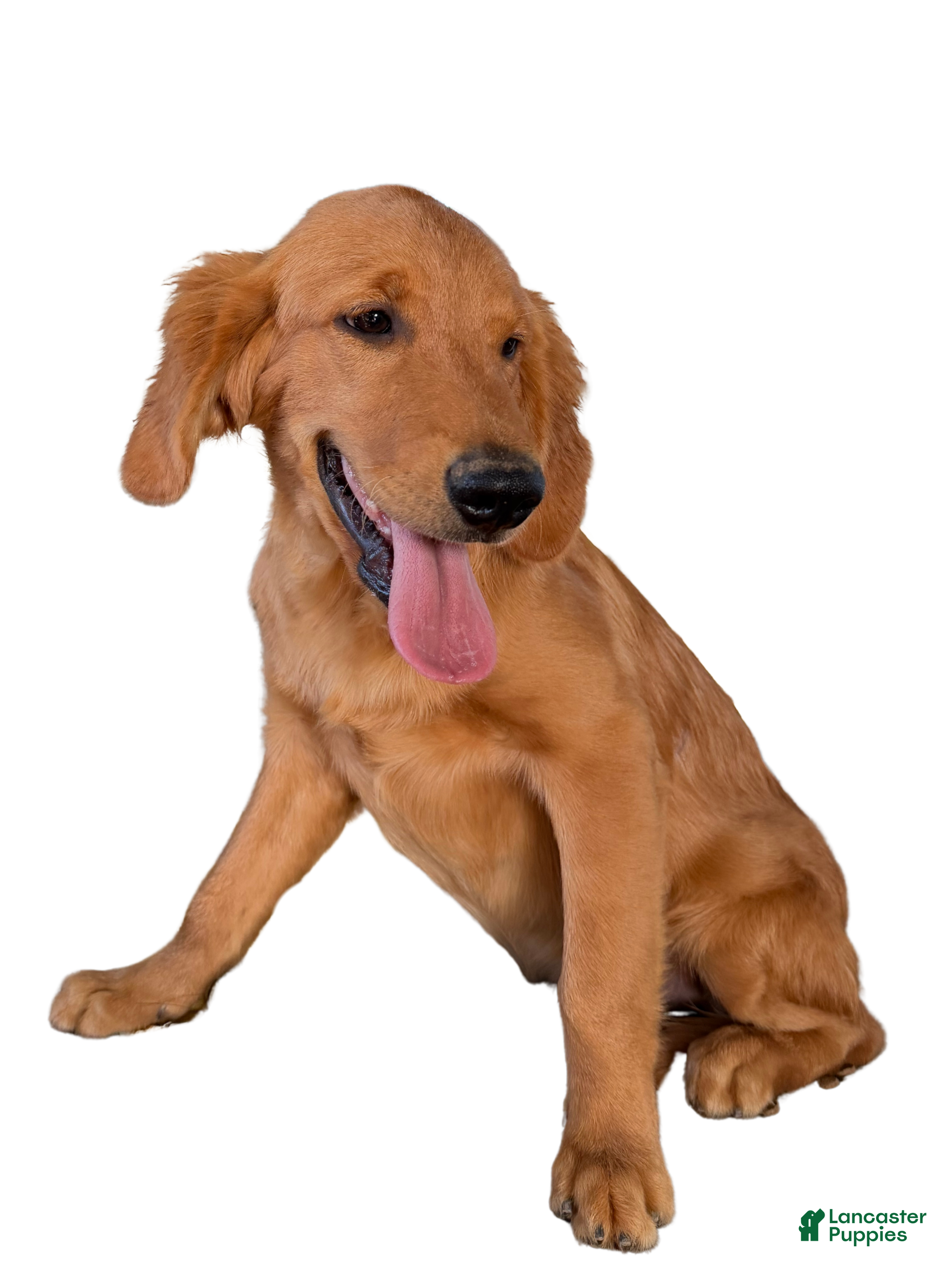 Golden Retriever dogs Golden Retriever 1 - Ad 36