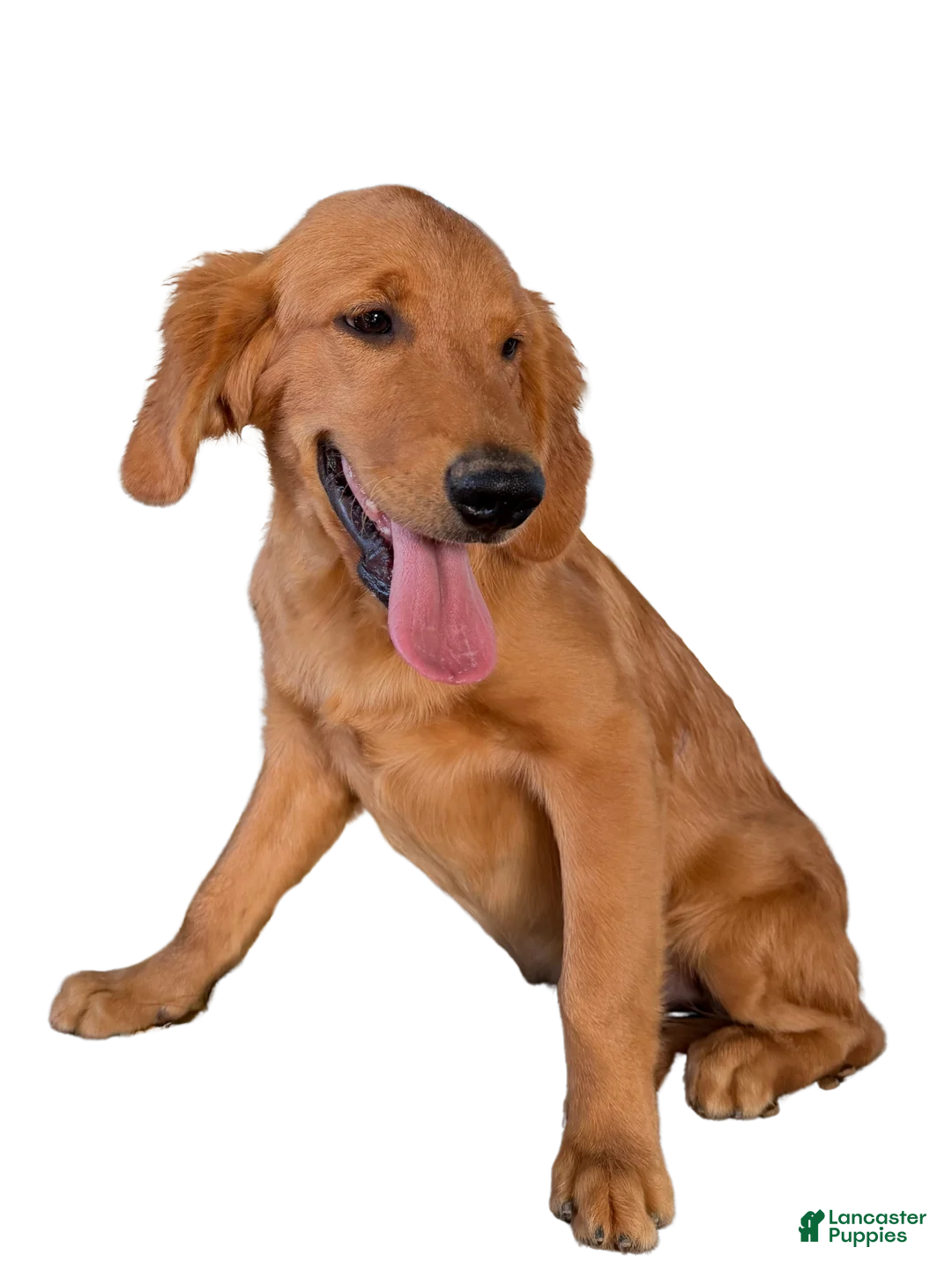 Golden Retriever dogs for sale: Golden Retriever 1 - Ad 1