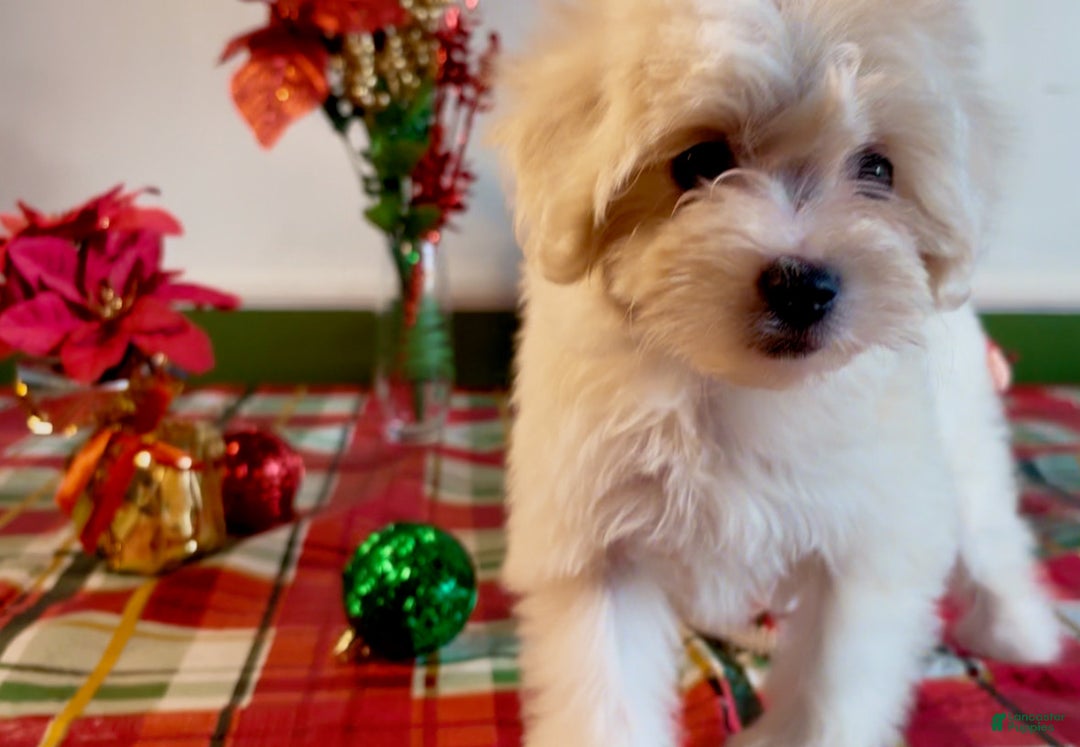 Shorkie dogs for sale: Shorkie Puppy 2 - Ad 7