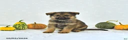 German Shepherd dogs for sale: Zeus - Ad 4