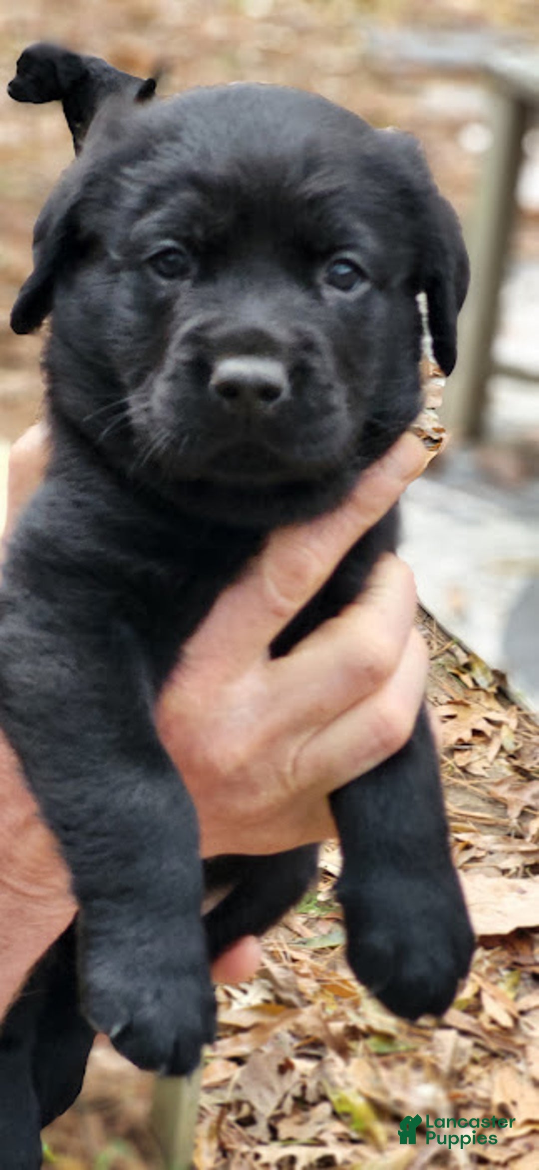 Goldador dogs for sale: Goldador Puppy 6 Yellow - Ad 1