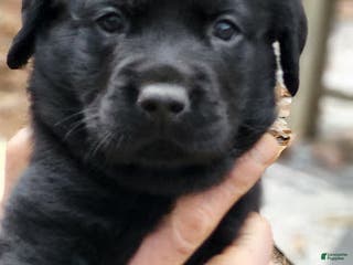 Goldador dogs Goldador Puppy 6 Yellow - Ad 16