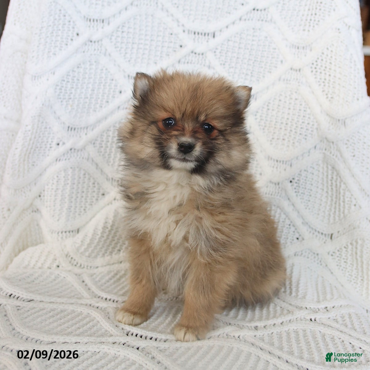 Pomeranian dogs Bear - Ad 1
