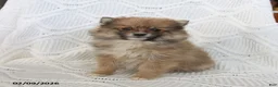 Pomeranian dogs for sale: Bear - Ad 1