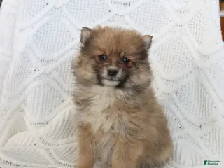 Pomeranian dogs Bear - Ad 1