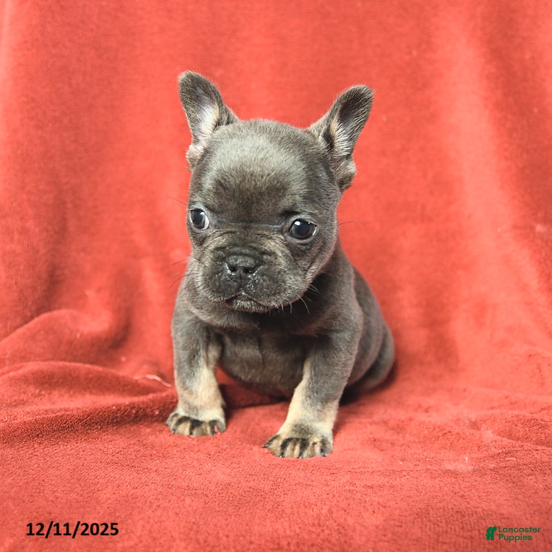 French Bulldog dogs for sale: Molly - Ad 3