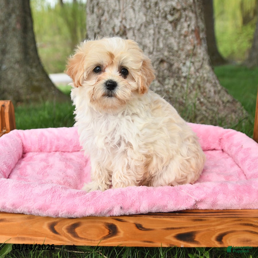Maltipoo dogs Kara - Ad 1