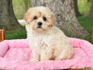 Maltipoo dogs for sale: Kara - Ad 4