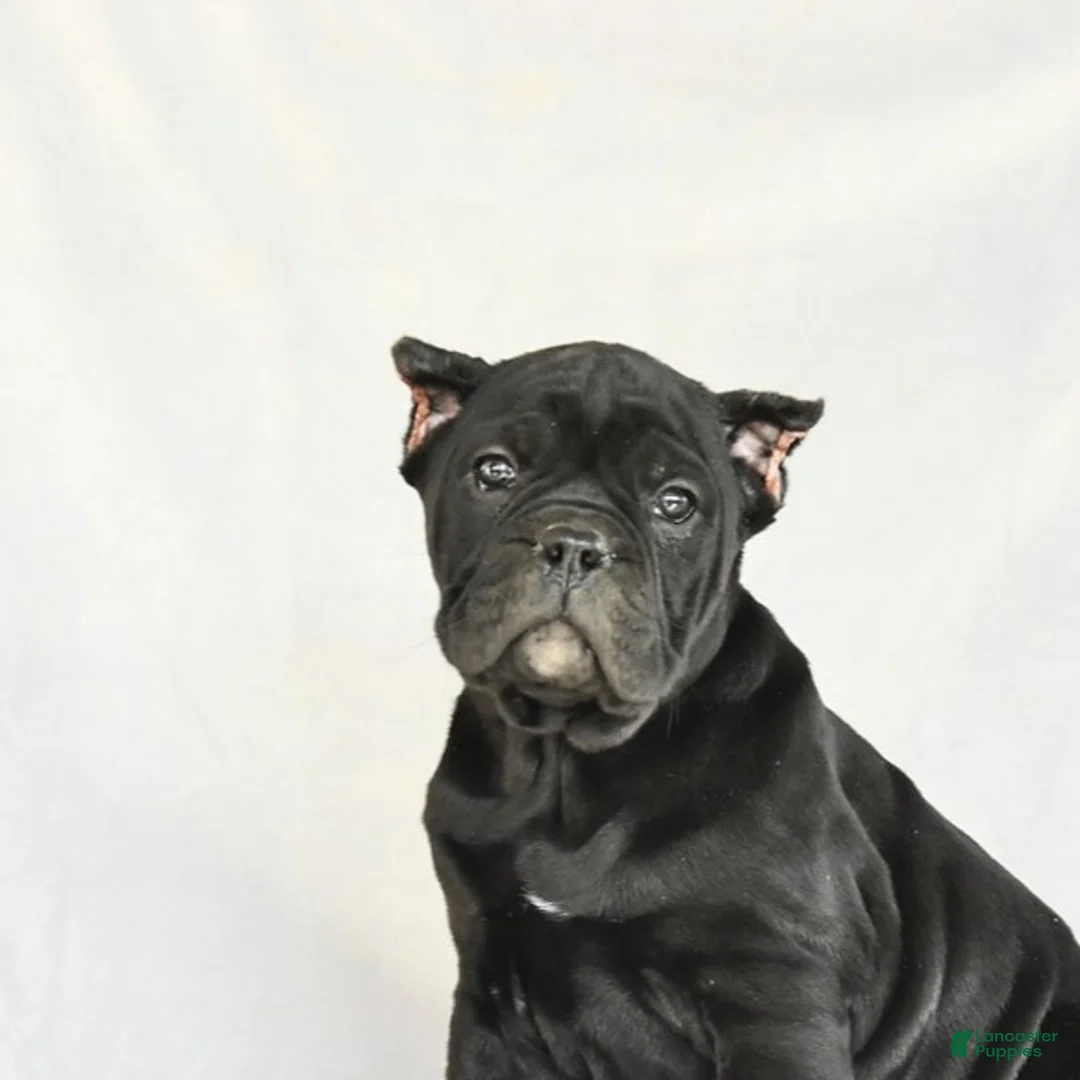 Cane Corso dogs for sale: Muffin - Ad 5