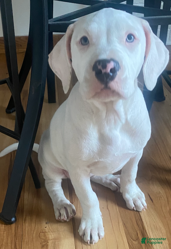 American Pit Bull Terrier dogs Lady - Ad 4