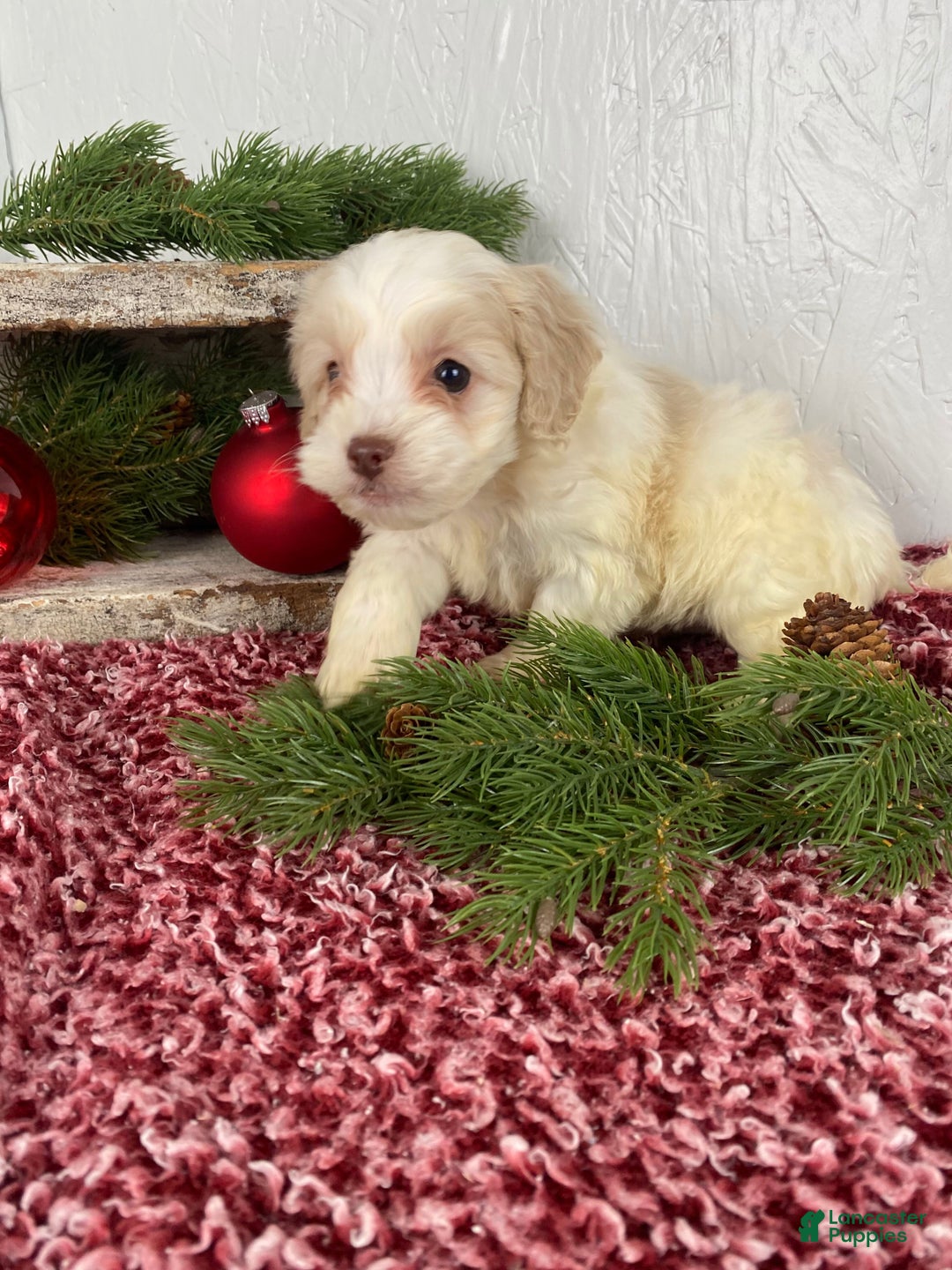 Cockapoo dogs for sale: Cooper - Ad 14