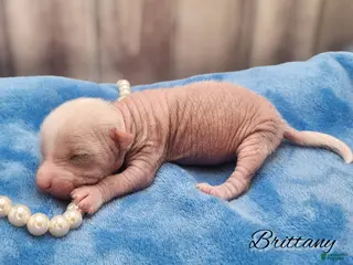 Mixed Breed dogs Brittany - Ad 8