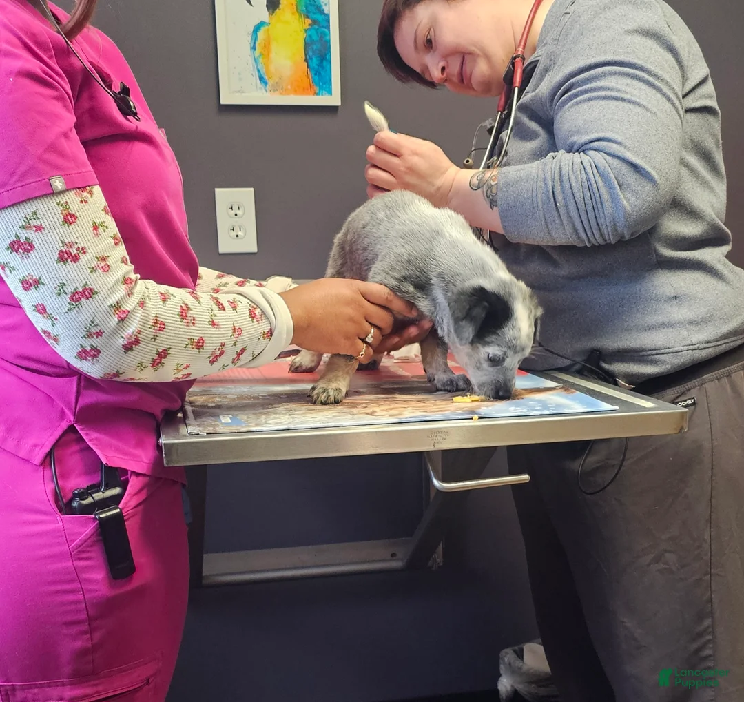 Mixed Breed dogs for sale: Mixed Breed Puppy 7 - Ad 3