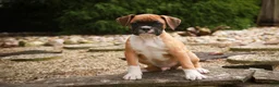 Boxer dogs for sale: Case - Ad 4