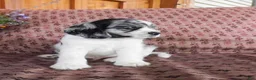 Cockalier dogs for sale: Alaska  - Ad 3