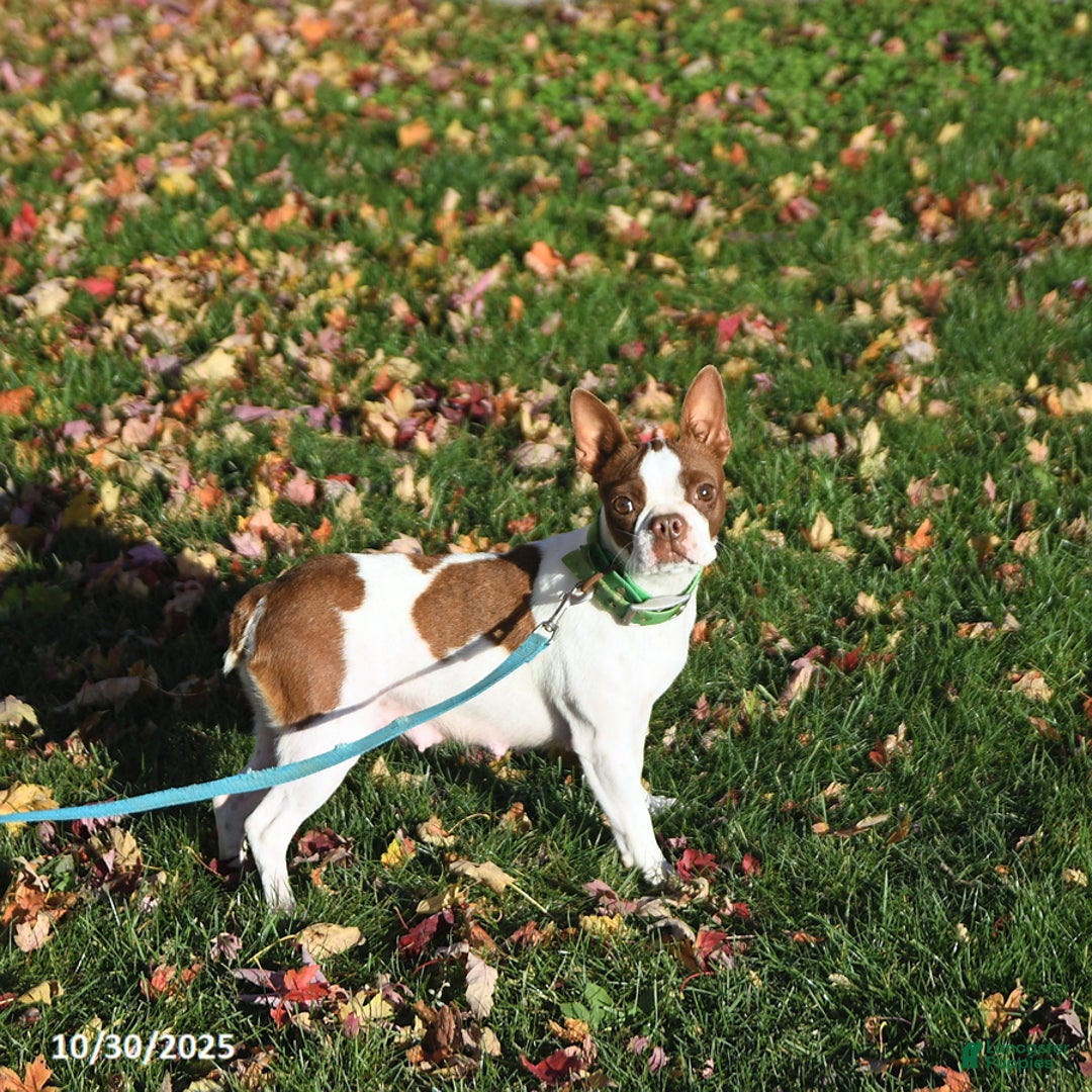 Boston Terrier dogs for sale: Trent - Ad 21