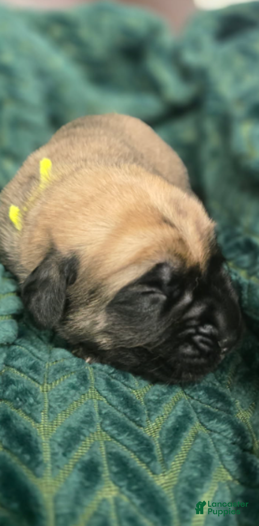 English Mastiff dogs for sale: Claus - Ad 5