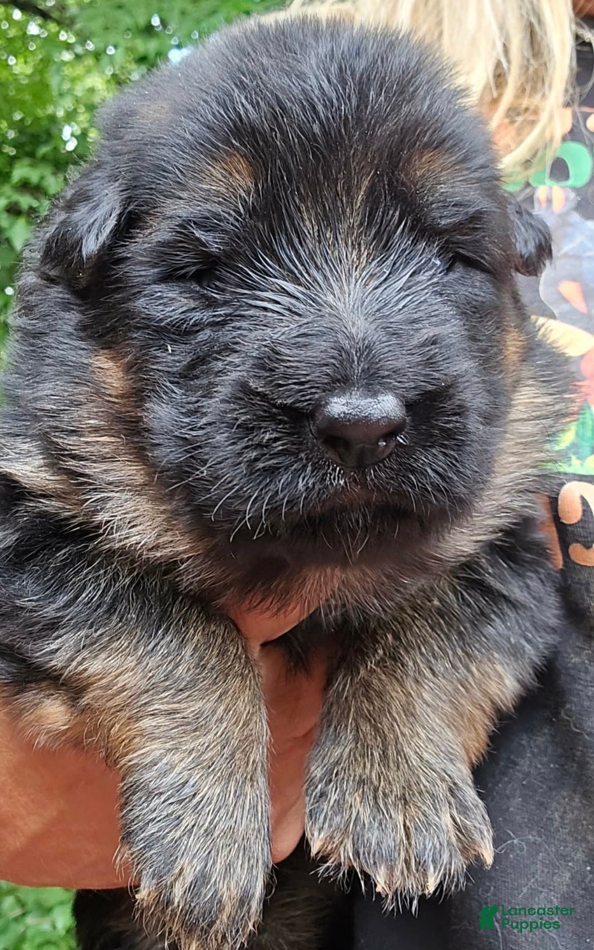 German Shepherd dogs for sale: German Shepherd Puppy 1 - Ad 3