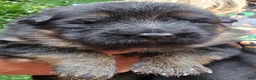German Shepherd dogs for sale: German Shepherd Puppy 1 - Ad 1
