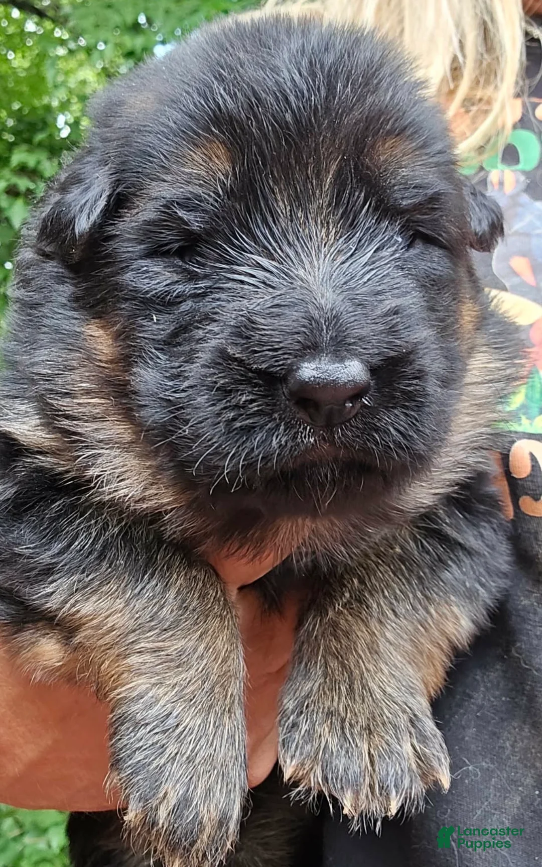 German Shepherd dogs for sale: German Shepherd Puppy 1 - Ad 1