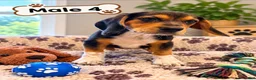 Beagle dogs for sale: Rocky - Ad 2