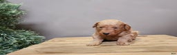 Mini Goldendoodle dogs for sale: Houston - Ad 11