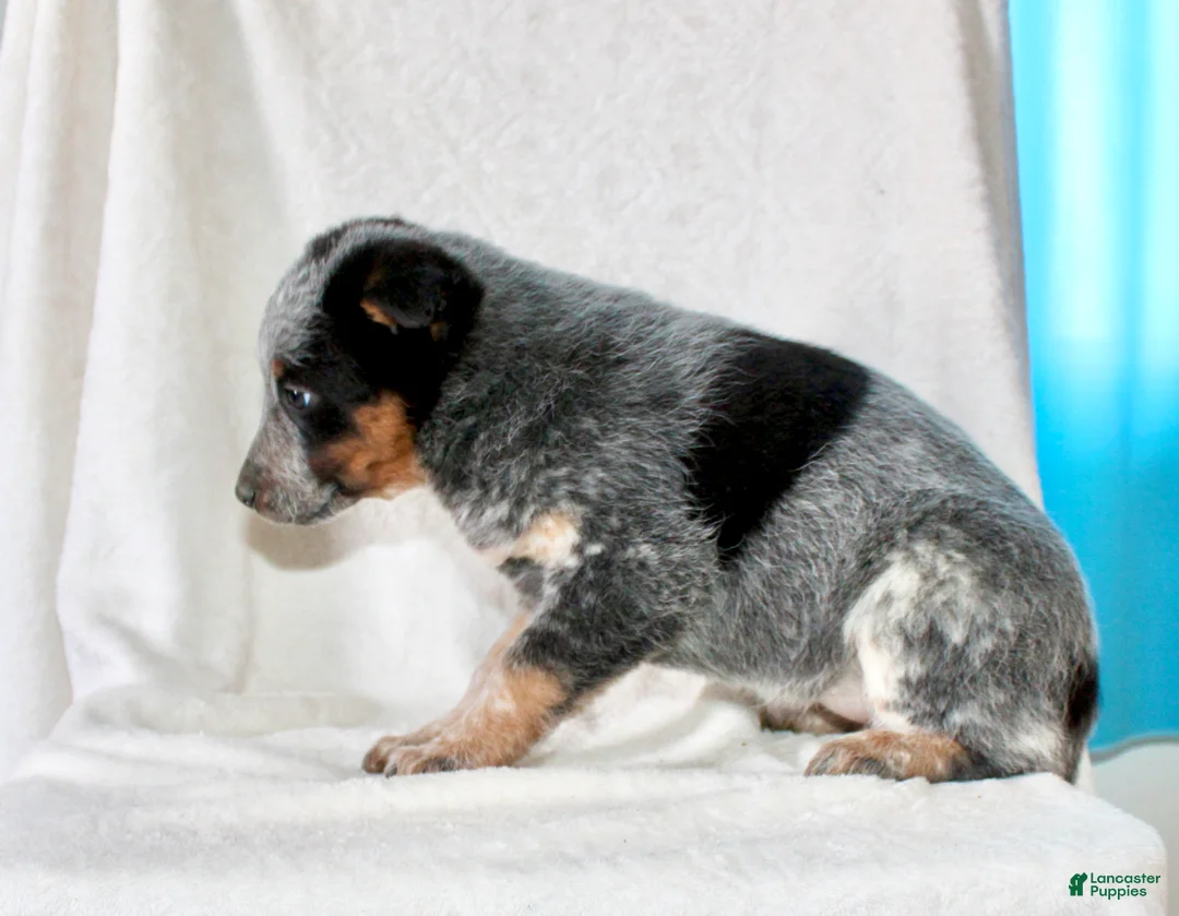 Australian Cattle Dog dogs for sale: Roxy  - Ad 3