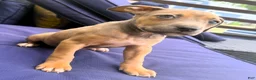 American Bully dogs for sale: "AAHLIYA" LILATRI COLOR - Ad 2