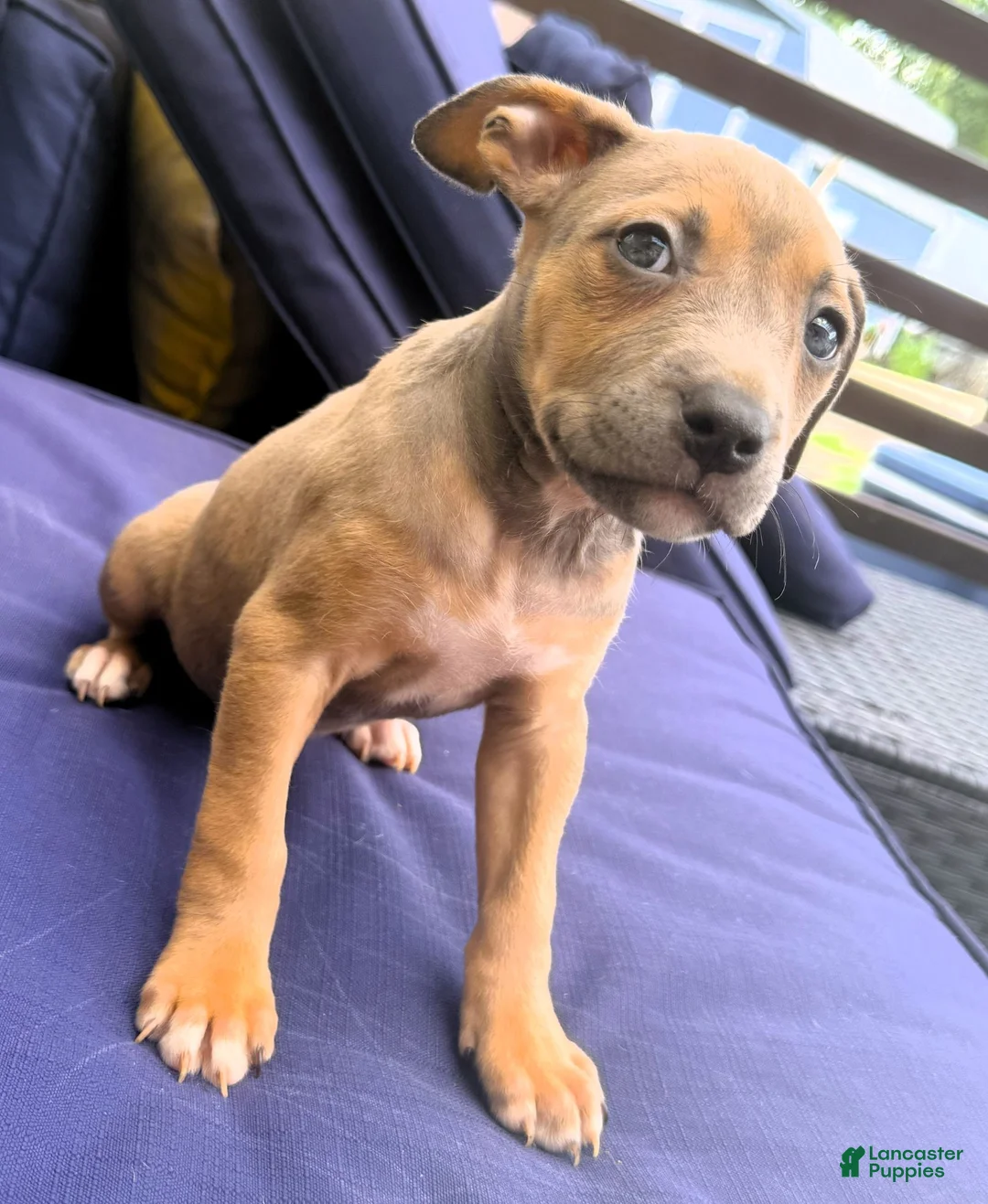 American Bully dogs for sale: "AAHLIYA" LILATRI COLOR - Ad 2