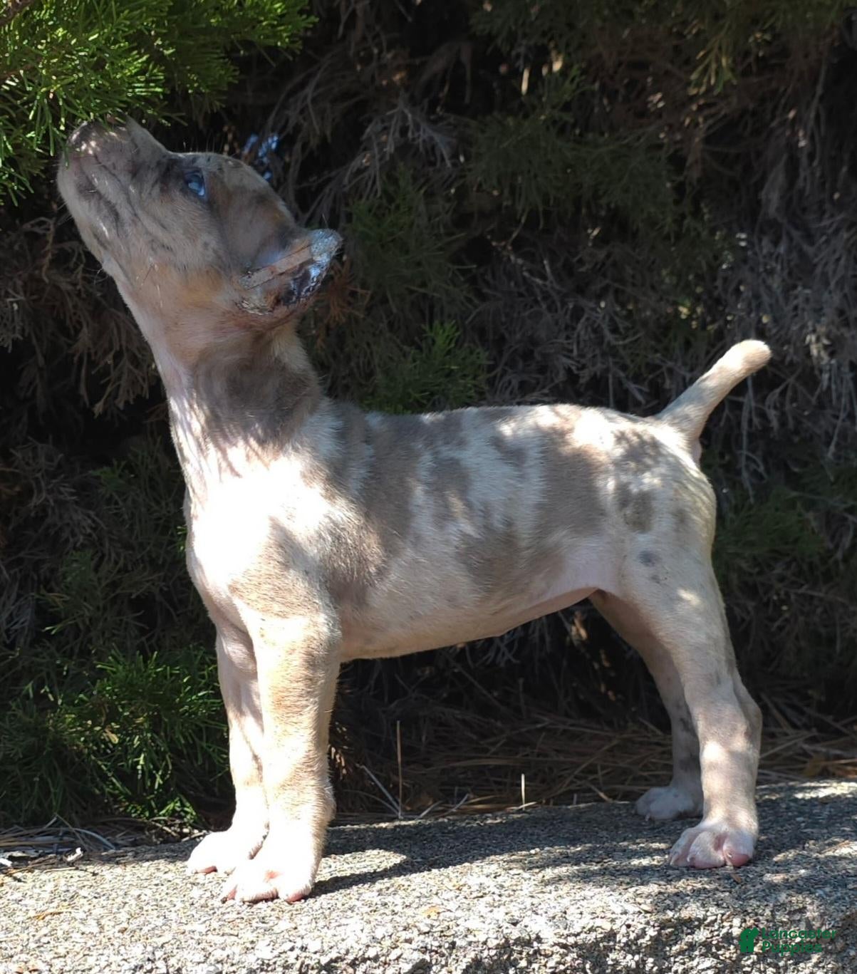 Cane Corso dogs Sand Clouds - Ad 1