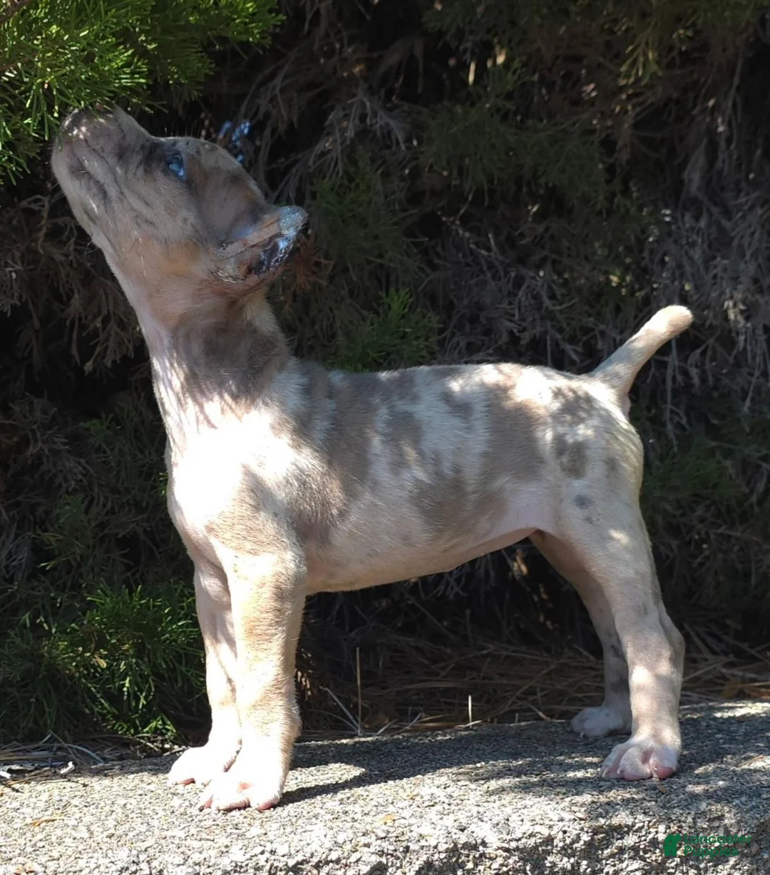 Cane Corso dogs for sale: Sand Clouds - Ad 1