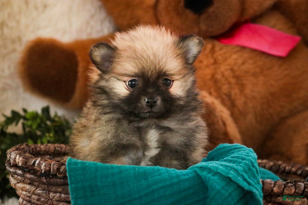 Pomeranian dogs for sale: Bingley - Ad 2