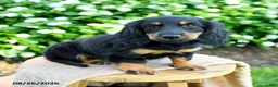 Miniature Dachshund dogs for sale: Toby - Ad 3