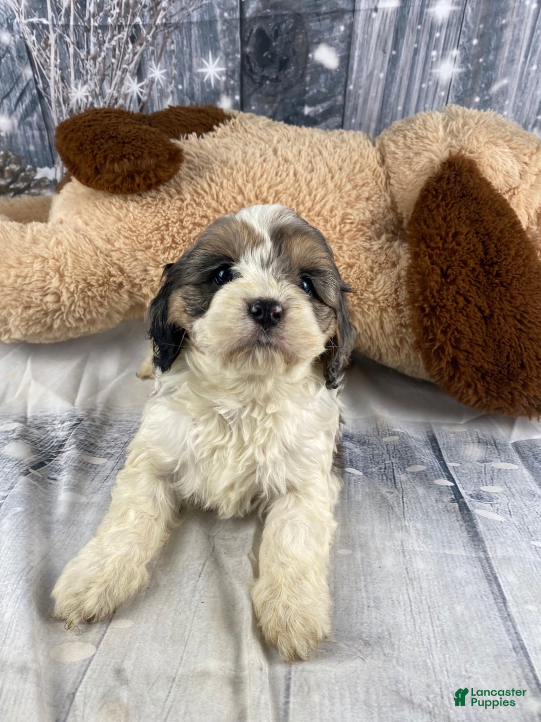 Cavapoo dogs for sale: Jessica - Ad 6