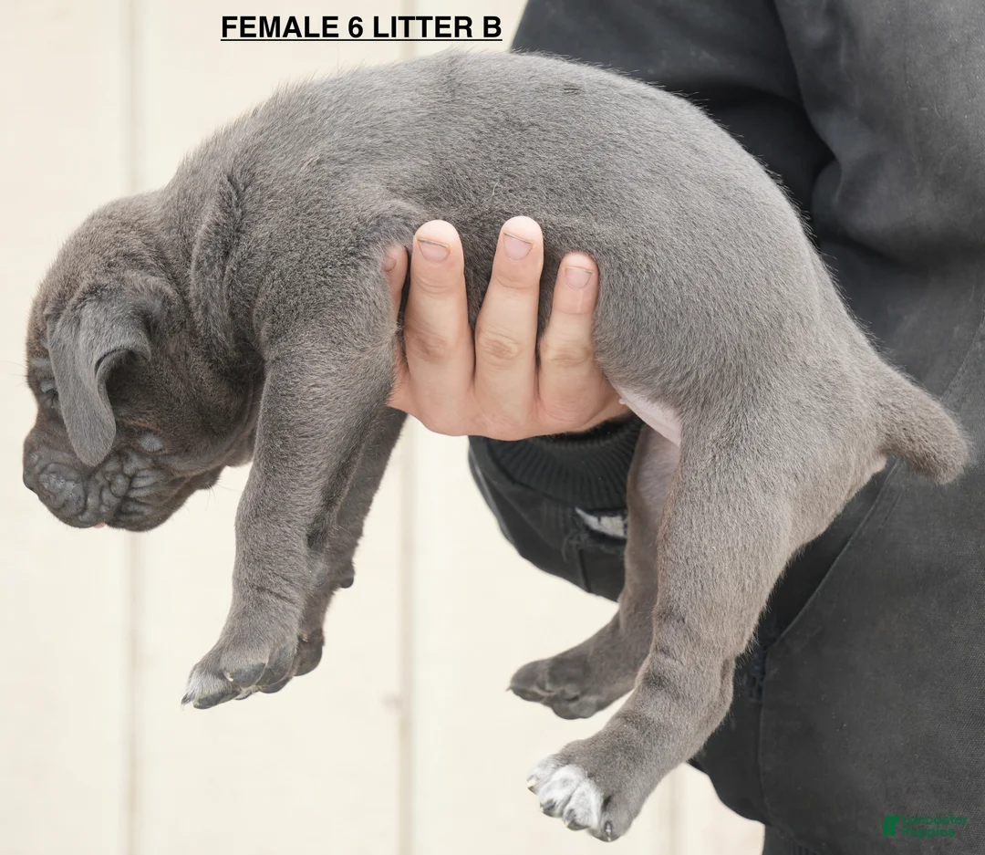 Cane Corso dogs for sale: Female 6 Litter B - Ad 2