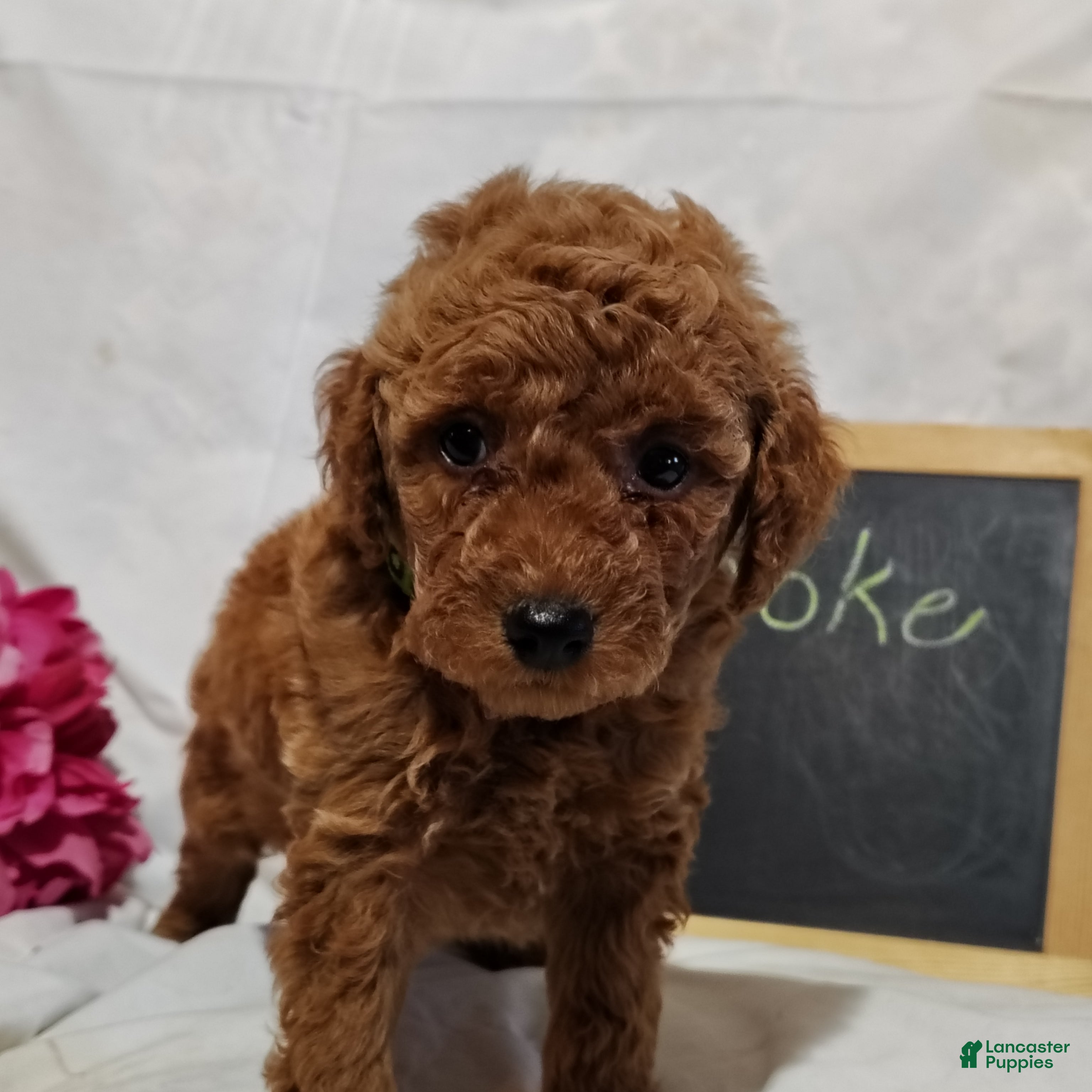 Mini Goldendoodle dogs Brooke - Ad 2