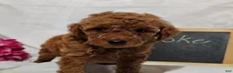 Mini Goldendoodle dogs for sale: Brooke - Ad 2