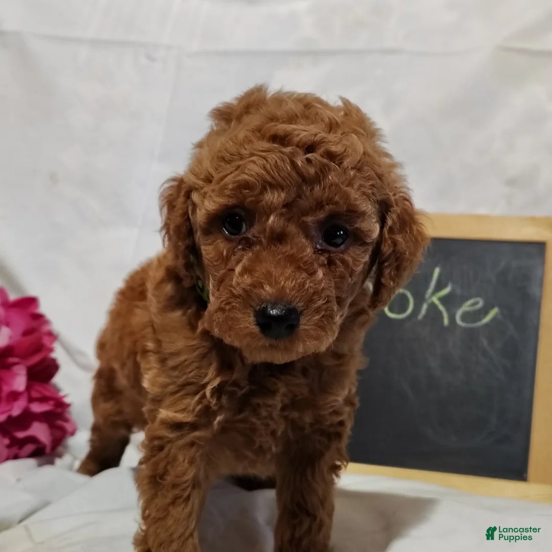 Mini Goldendoodle dogs for sale: Brooke - Ad 2