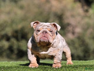 English Bulldog dogs Ghost - Ad 4