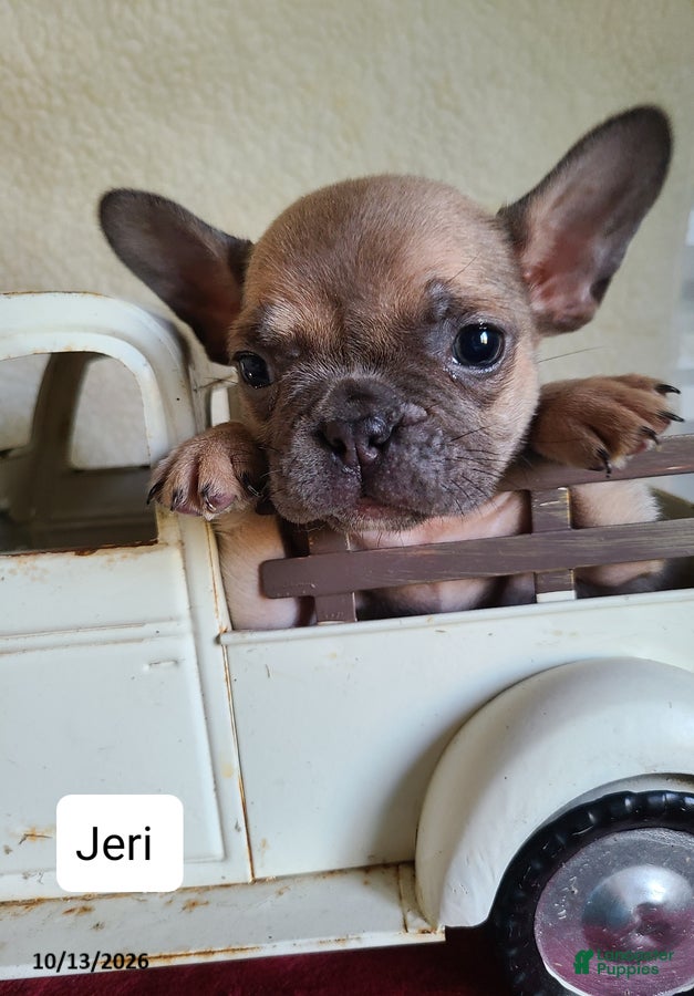 Frenchton dogs Jeri - Ad 1