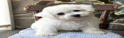 Bichon Frise dogs for sale: Jeffrey - Ad 3