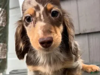 Miniature Dachshund dogs Puppy 2 - Ad 4