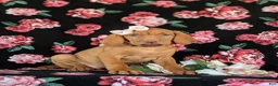 Vizsla dogs for sale: Alli - Ad 3