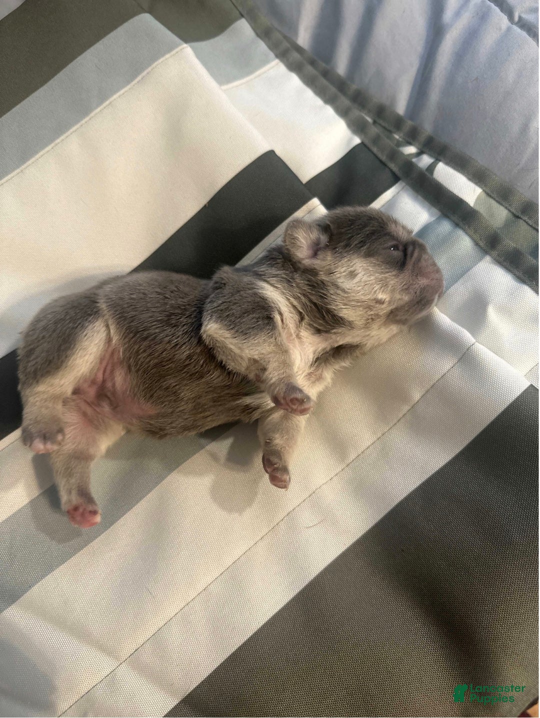 French Bulldog dogs for sale: French Bulldog Puppy 5 - Ad 1