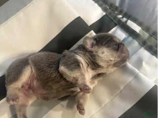 French Bulldog dogs French Bulldog Puppy 5 - Ad 36